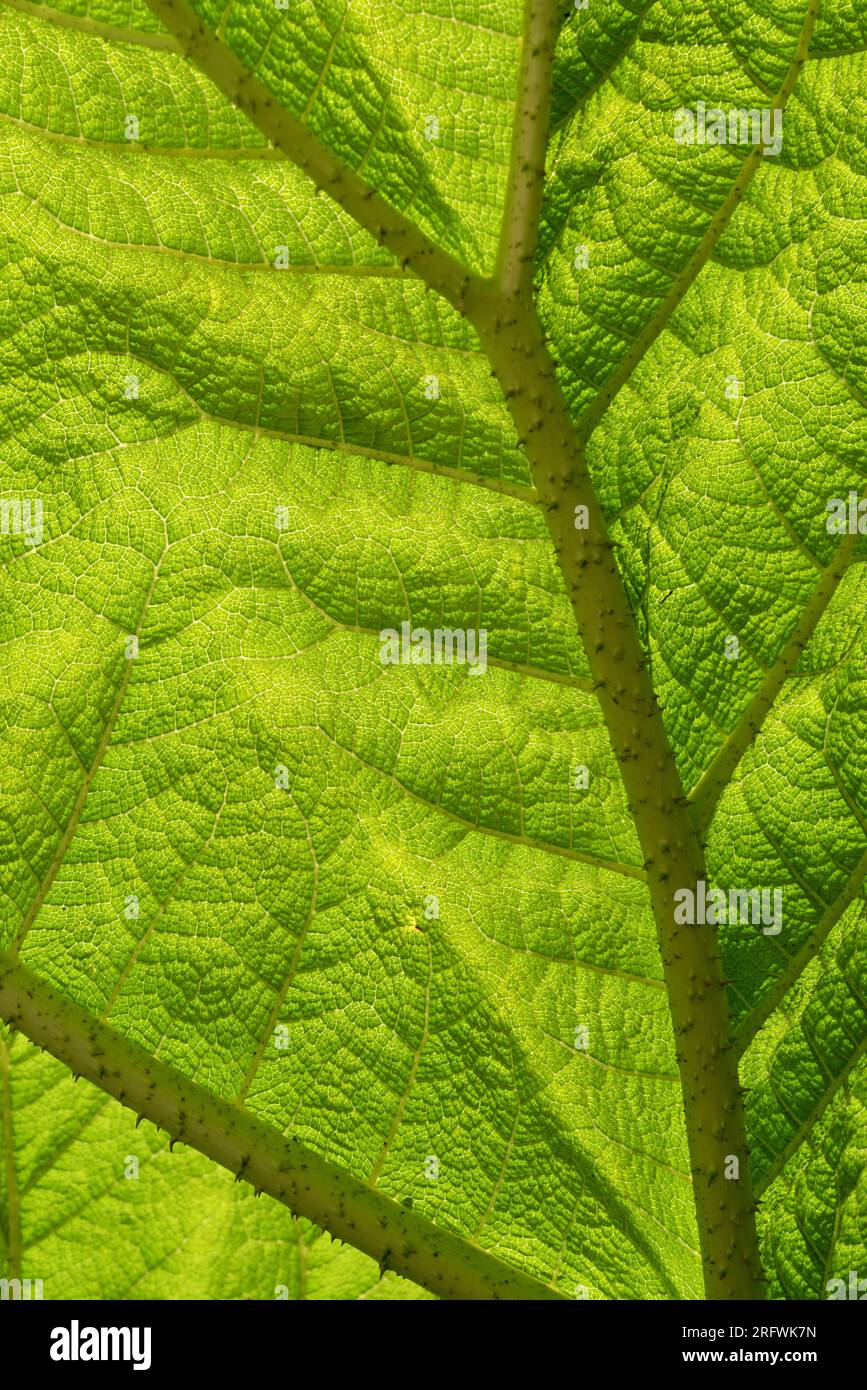 Grünes Gunnera-Blatt Stockfoto