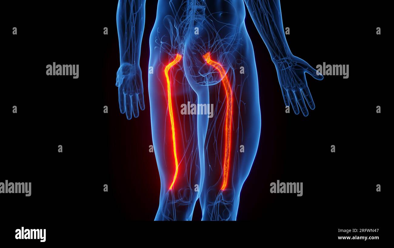 Ischiasnerven, Illustration Stockfoto