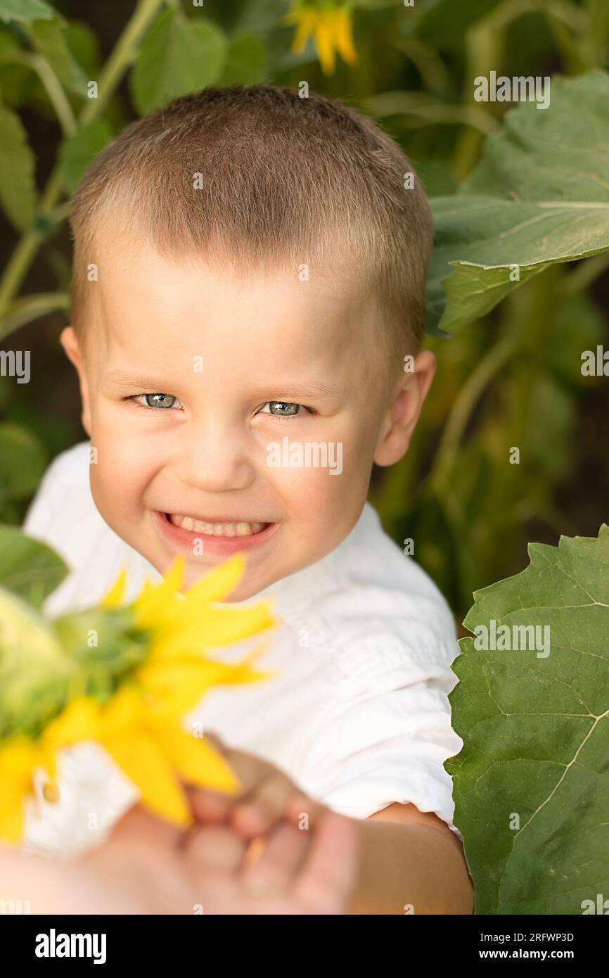 Ein Junge in Sonnenblumen. Porträt eines kleinen, glücklichen und schönen Kindes, in einem weißen Hemd, 4 Jahre alt, im Sommer auf einem Feld mit gelben Sonnenblumen. Nahaufnahme. Stockfoto