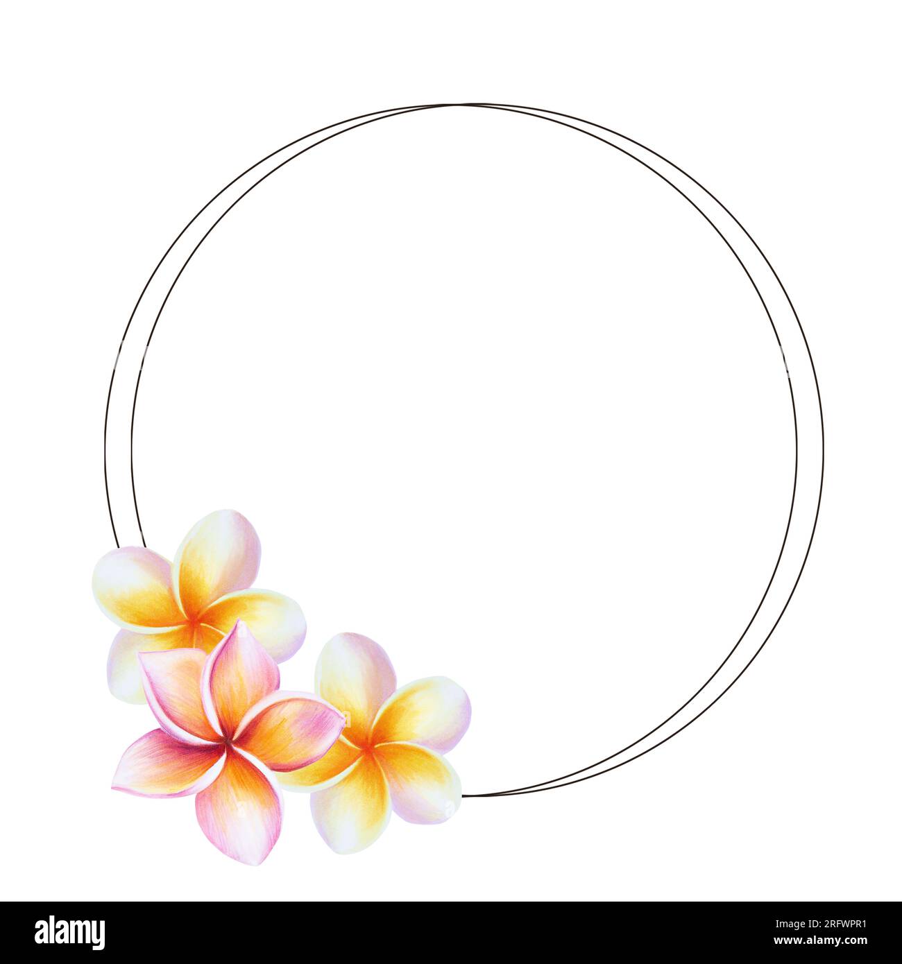 Aquarell Rahmen realistische tropische Illustration von Plumeria-Blumen mit isolierten Blättern auf weißem Hintergrund. Wunderschöne botanische handgemalte frangi Stockfoto