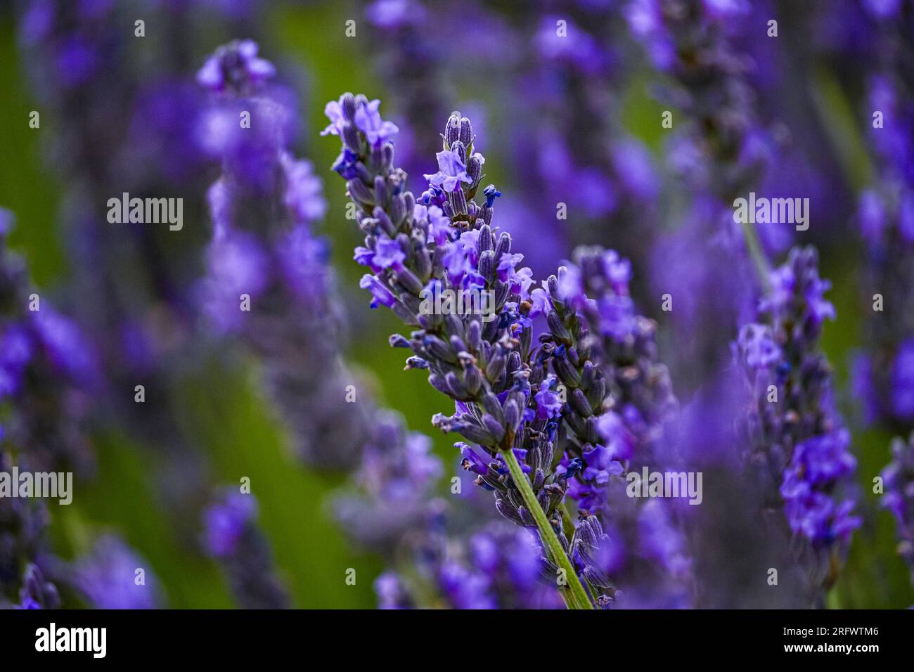 Lavendelfeld, Lavendel, Feld in der Natur, Landschaft Stockfoto