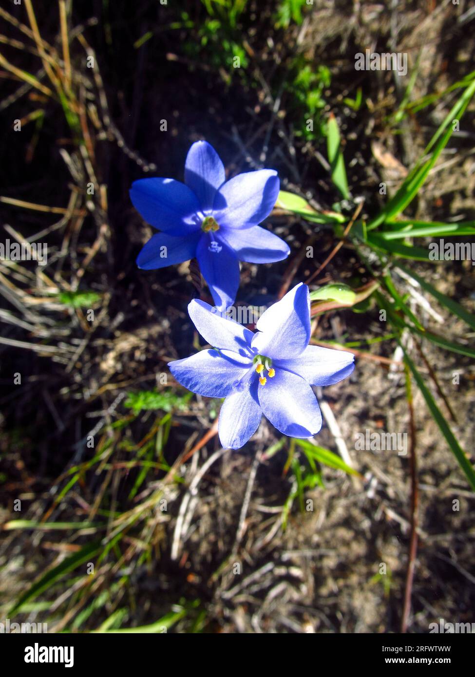 Sternförmige blaue Wildblumen aus Tsitsikamma, Südafrika Stockfoto