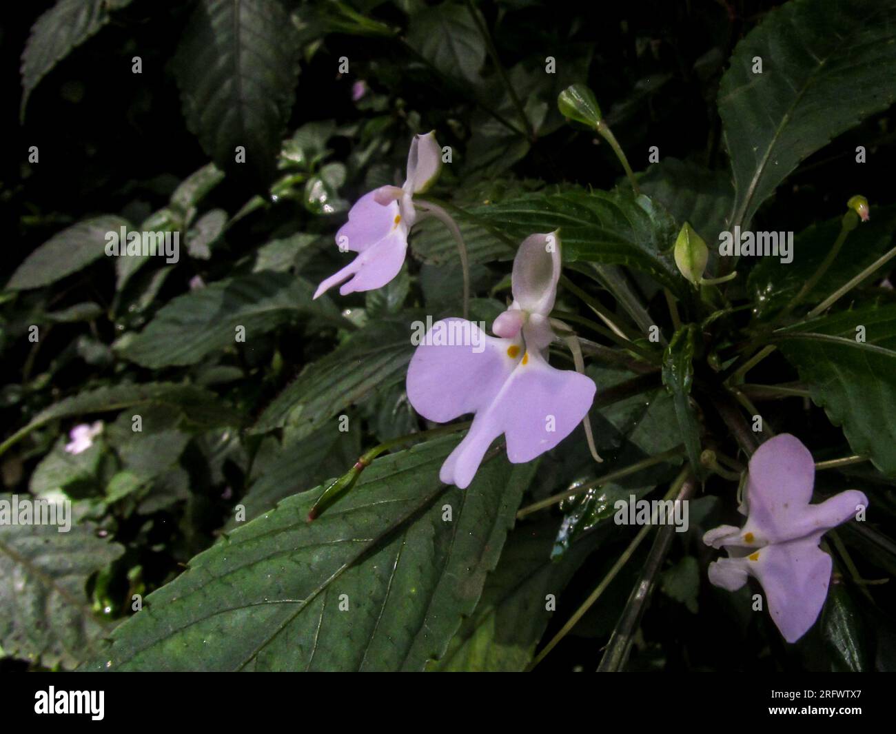 Die zarten, blassrosa Blumen einer wilden Ungeduldigen, SearchImpatiens hochstetteri. Stockfoto