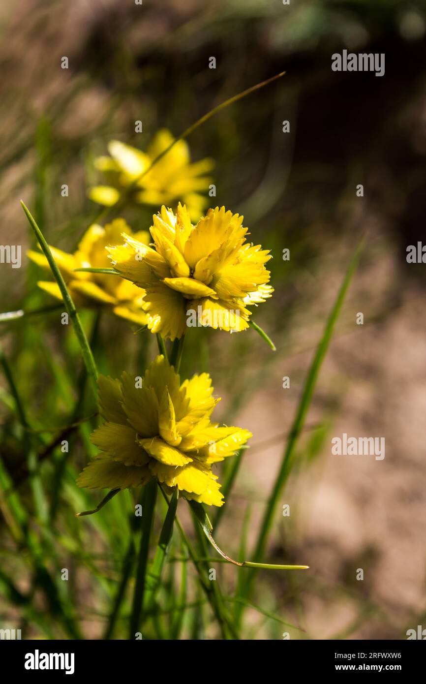 Seitenansicht der komplexen gelben Blüten des gelben Sackes, Cyperus sphaerocesphalus Stockfoto