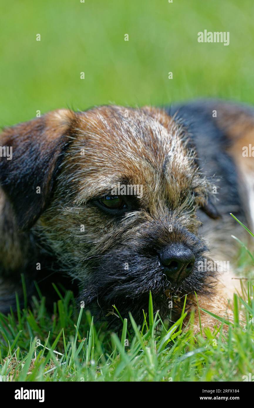 Border Terrier Hundewelpe, die im Gras lag Stockfoto