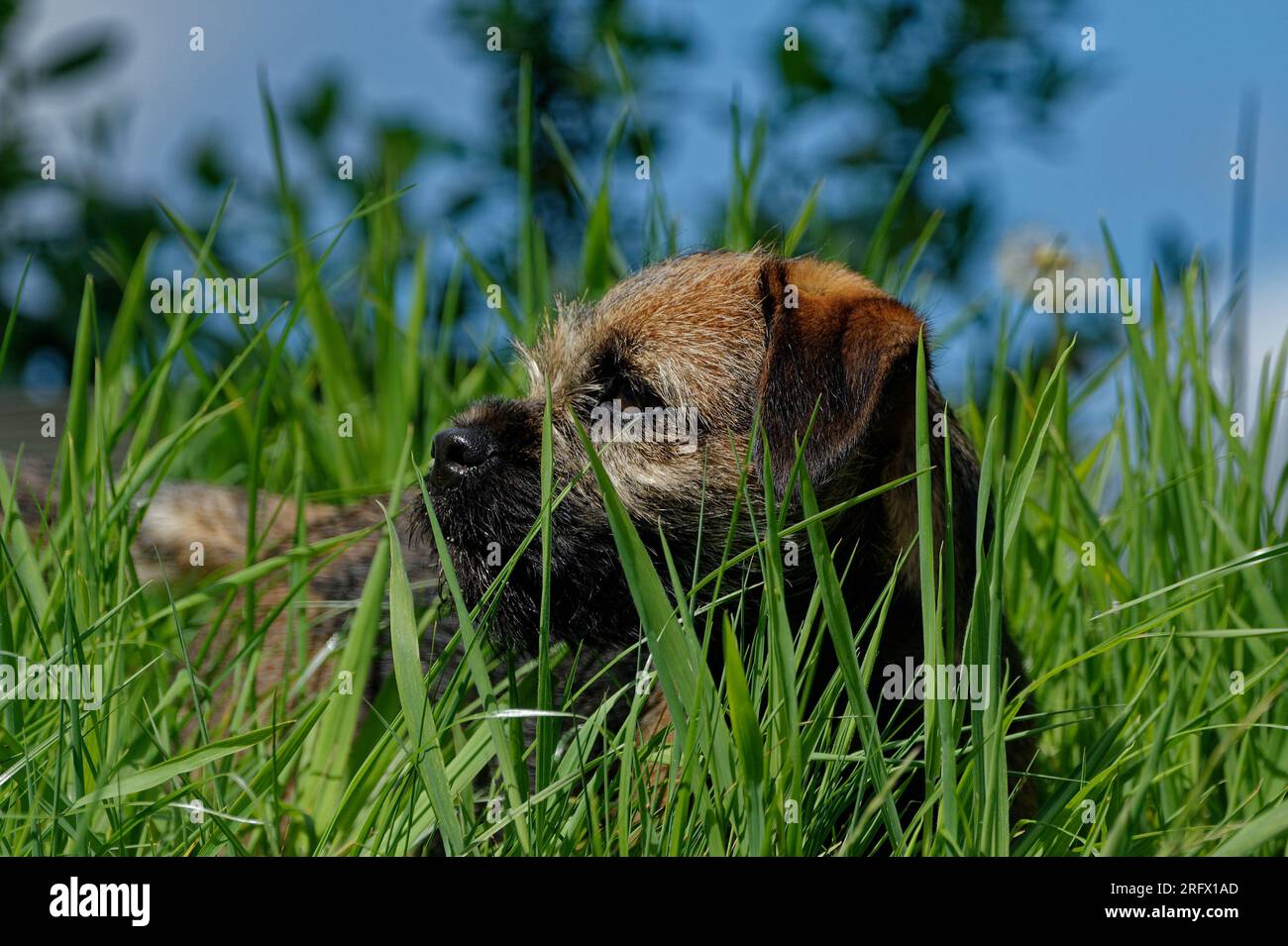 Border Terrier Hundewelpe, die im Gras lag Stockfoto