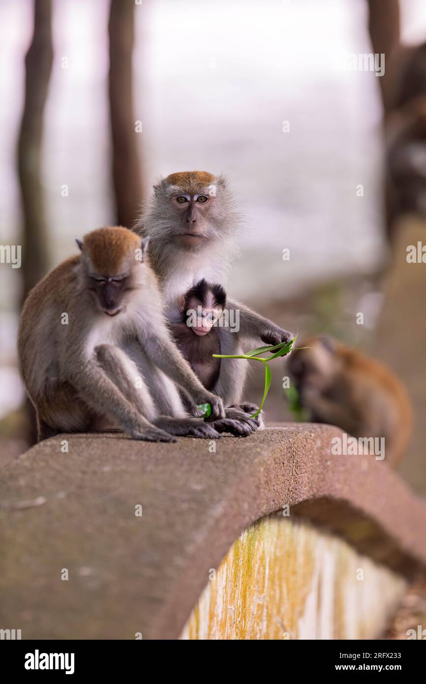 Ein makakes Langschwanzbaby starrt auf das Blatt, das seine Mutter in der Hand hält, während der Rest der Familie herumsitzt und gemeinsam neben einem Rückzugsort isst Stockfoto