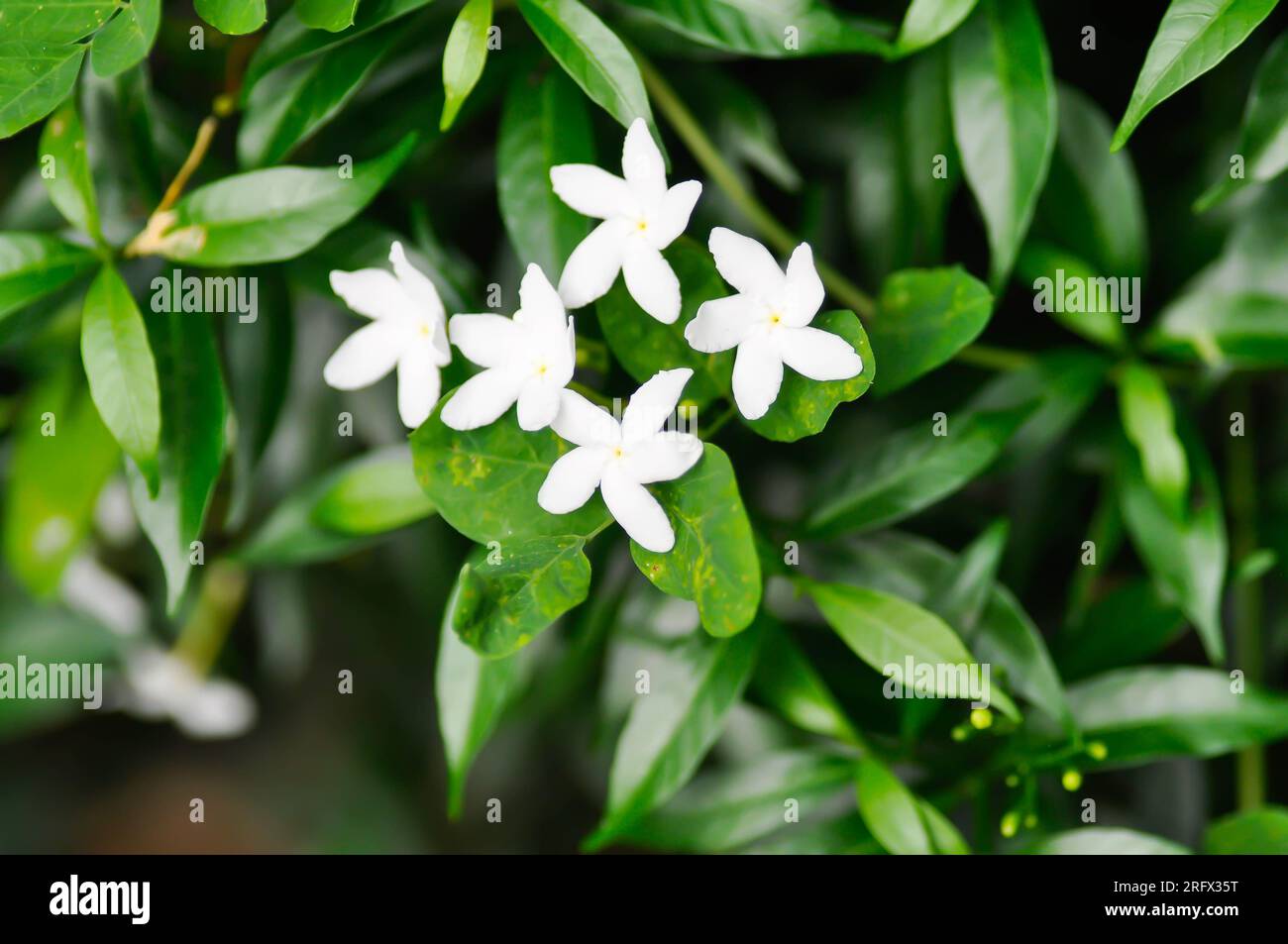 Tabernaemontana pandacaqui Lam, APOCYNACEAE oder Gardenia jasminoides oder Gerdenia Blume oder weiße Blume Stockfoto