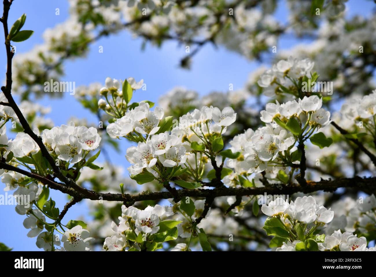 Alter Birnenbaum mit weißen Blumen Stockfoto