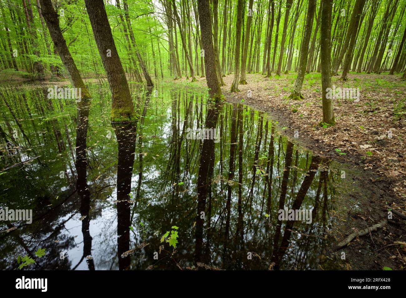 Teich im Frühlingswald und die Spiegelung von Bäumen im Wasser, Ostpolen Stockfoto