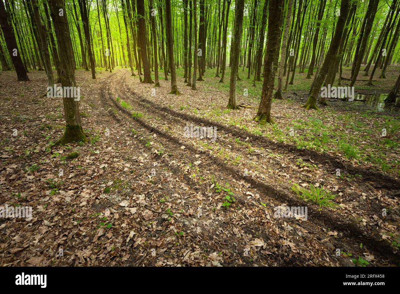 Langer Feldweg im Frühlingswald, Ostpolen Stockfoto