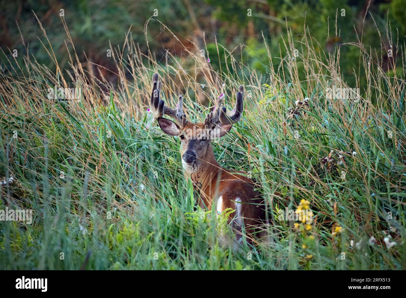Männlicher Hirsch-Buck Stockfoto