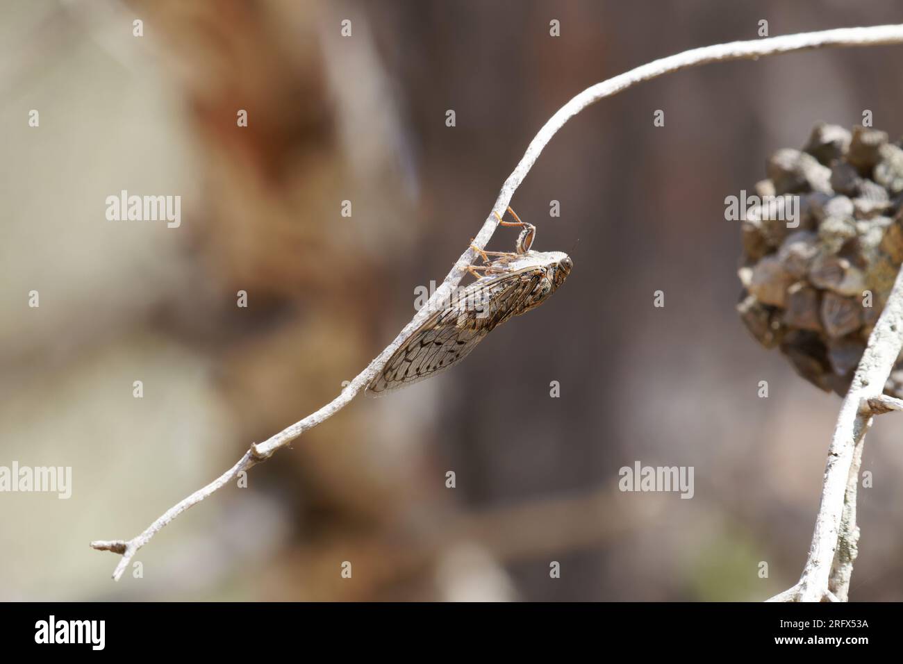 Cicada, im Profil auf einem Zweig Stockfoto