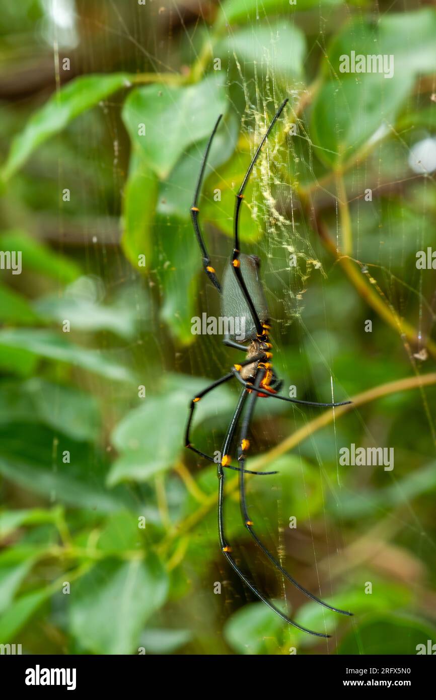 Goldene Kugel Webspinne, goldene Seidenkugel-Weber, Nephila, weiblich, wild, Malanda, Australien. Stockfoto