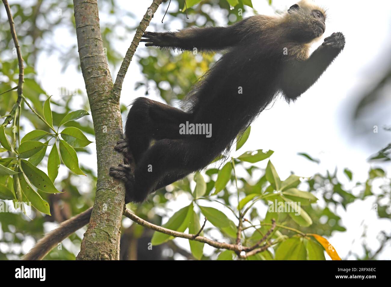 Chongzuo, Chinas autonome Region Guangxi Zhuang. 5. Aug. 2023. Ein