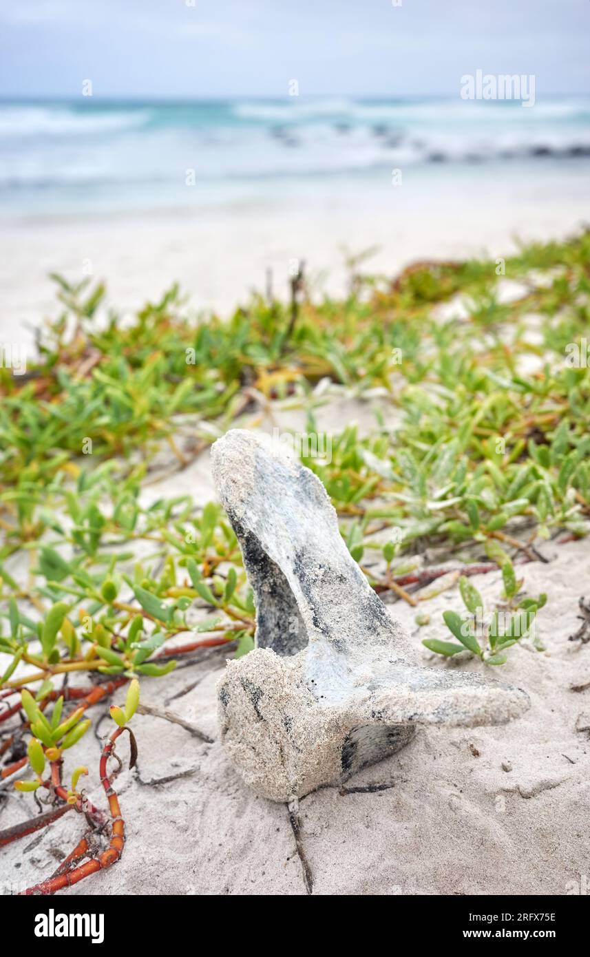 Nahaufnahme eines Wirbels am Tortuga Bay Beach auf Santa Cruz Island, selektiver Fokus, Galapagos Inseln, Ecuador. Stockfoto
