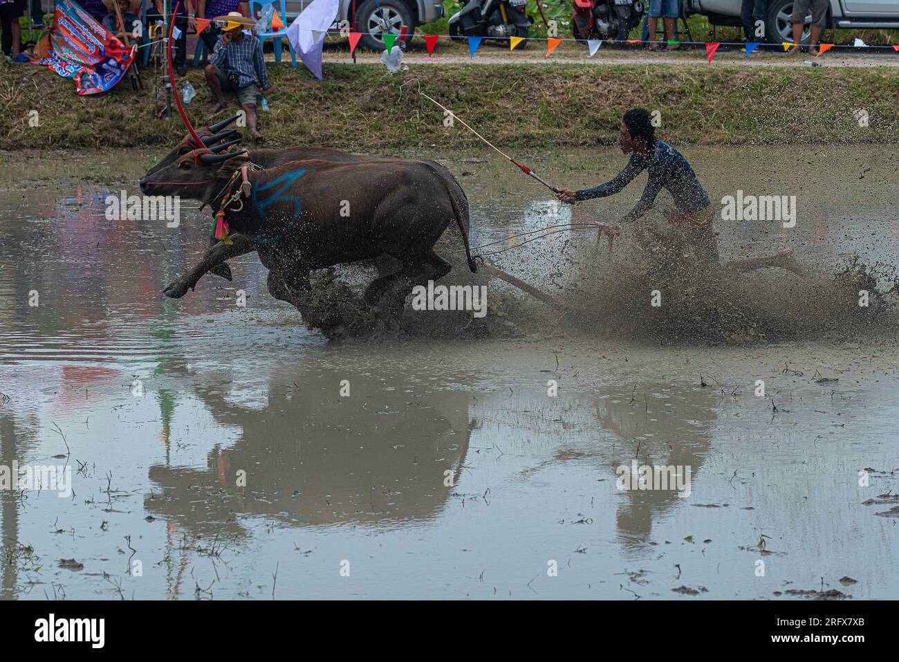 Chonburi, Thailand. 06. Aug. 2023. Ein Jockey, der während des Buffalo Racing Festivals in Chonburi Wettbewerbe gesehen hat. Das Buffalo Racing ist eine jährliche Tradition des 14. Wachsenden Gibbous des 11. Monats. Es ist eine Zeremonie der Ermutigung und auch eine Zeit der Ruhe für die Büffel nach einer langen Zeit harter Arbeit auf den Feldern. Kredit: SOPA Images Limited/Alamy Live News Stockfoto