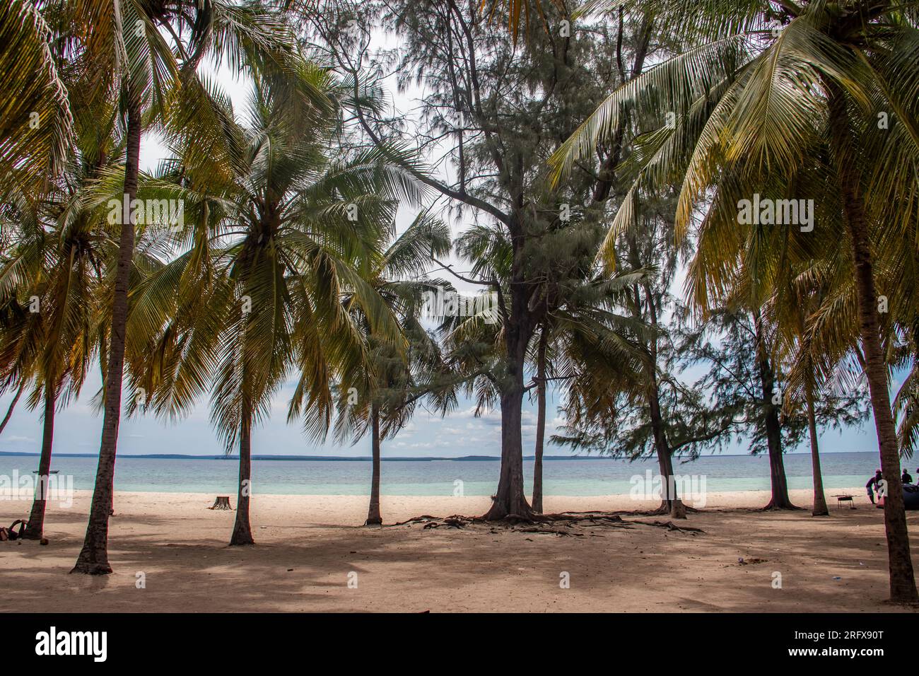 Grüne Kokospalmen am weißen Sandstrand in der Nähe der Stadt Pemba in Mosambik, am Ufer des Indischen Ozeans Stockfoto