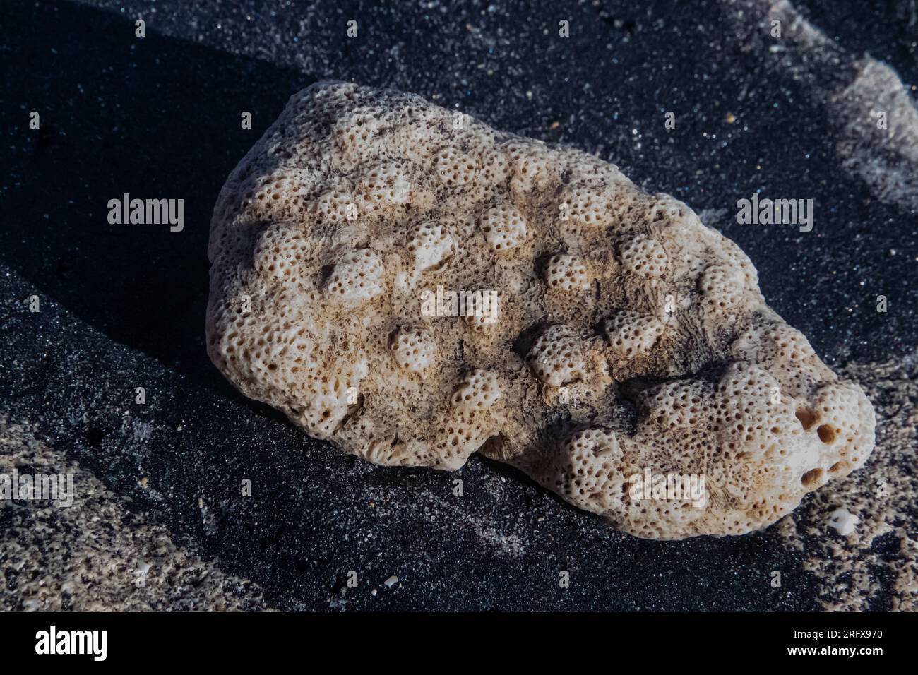 Fossiler Korallenstein, der am Ufer des Sandstrandes des Indischen Ozeans gefunden wurde Stockfoto