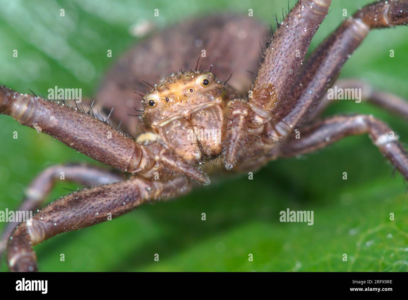 Leiter der Rare Female Crab Spider (xysticus acerbus), Thomisidae. Sussex, Großbritannien Stockfoto