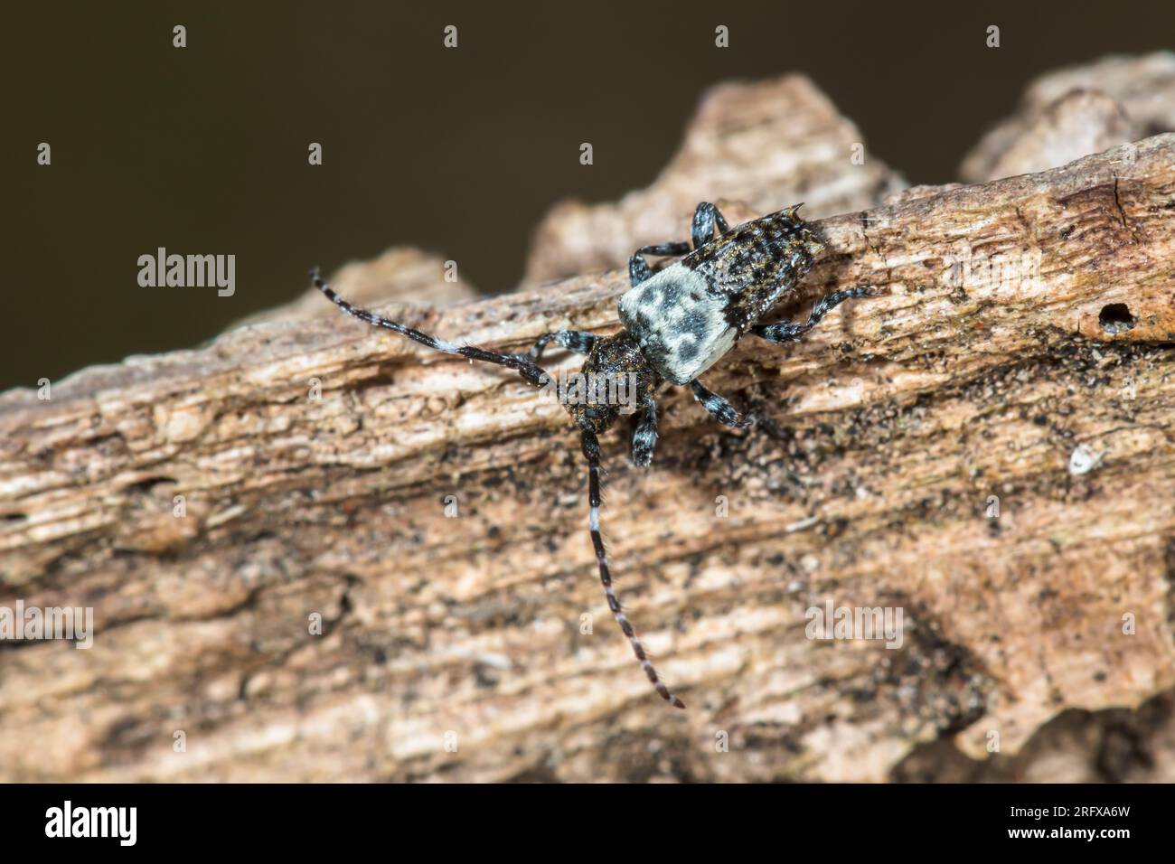 Großdornkäfer (Pogonocherus hispidulus), Cerambycidae. Kent, Großbritannien Stockfoto