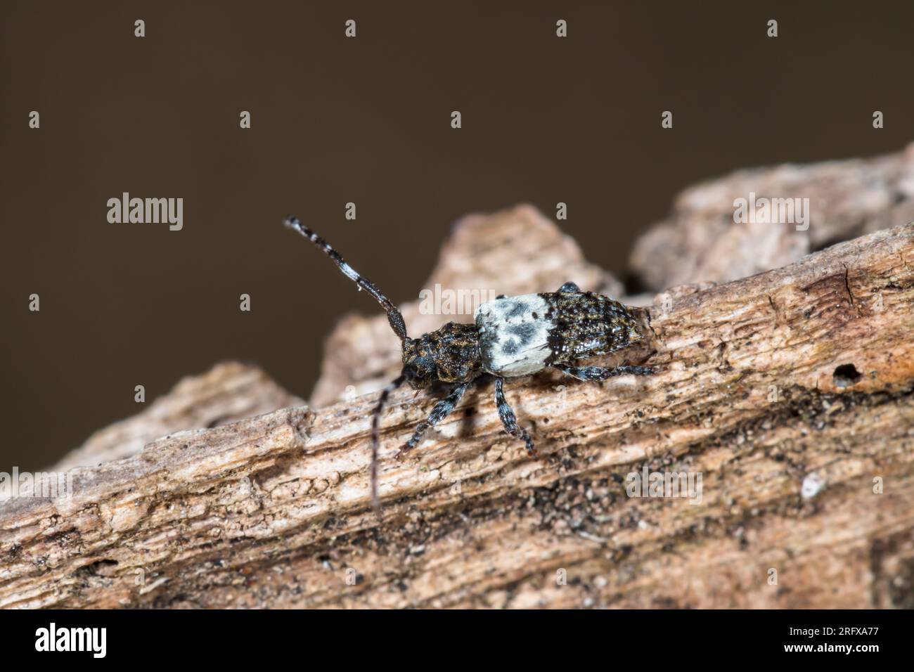 Großdornkäfer (Pogonocherus hispidulus), Cerambycidae. Kent, Großbritannien Stockfoto