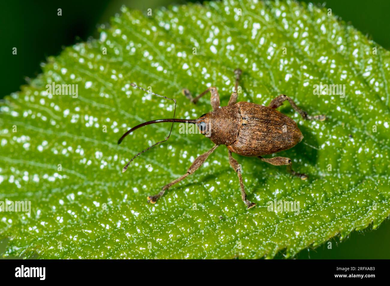 Haselnuss-Weevil (Curculio nucum). Curculionidae. Kent, Großbritannien Stockfoto