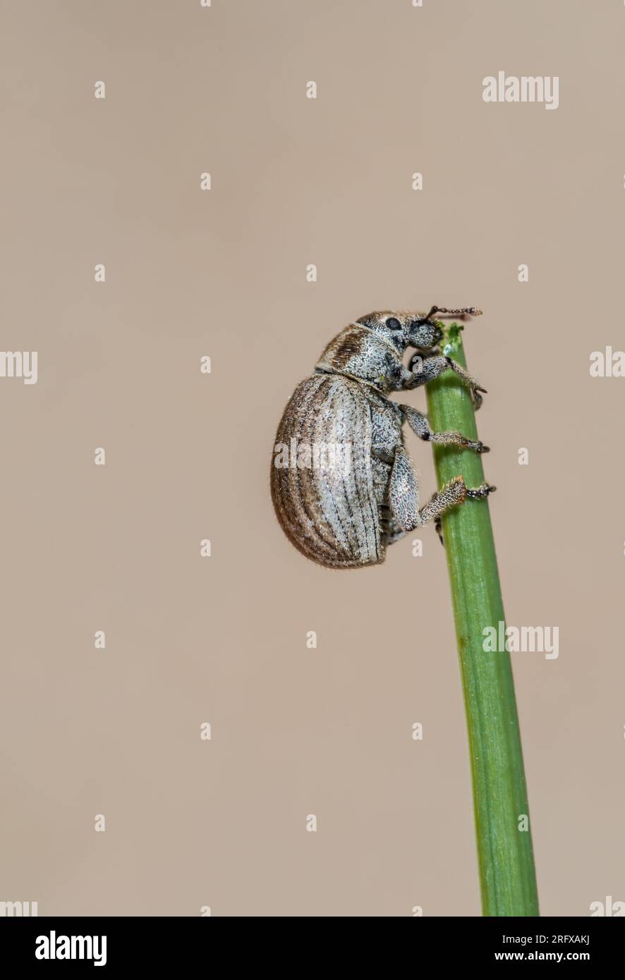 Marram Weevil (Philopedon plagiatum). Curculionidae. Sussex, Großbritannien Stockfoto