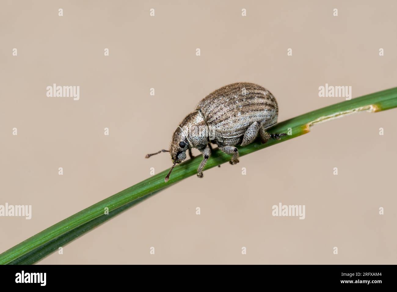 Marram Weevil (Philopedon plagiatum). Curculionidae. Sussex, Großbritannien Stockfoto