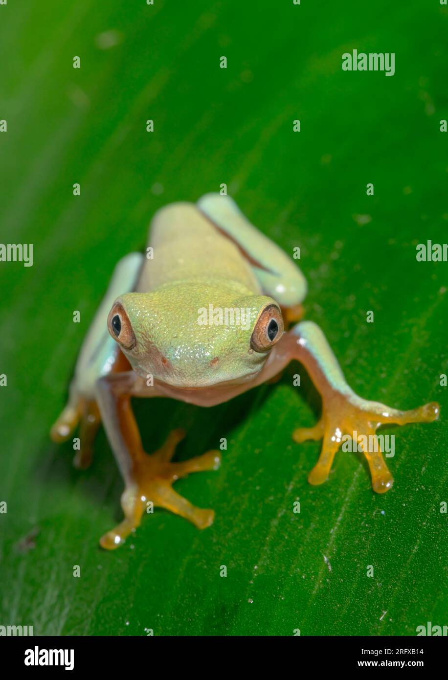 Neu gestaltete Rotaugenfroschkröte (Agalychnis callidryas), Phyllomedusinae, Hylidae, Amphibia Stockfoto