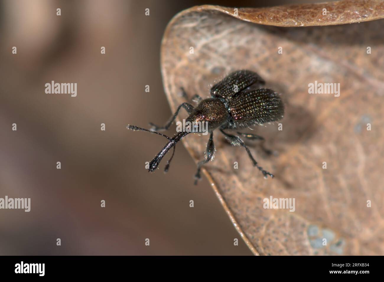 Eichenblatt Rollende Schnauze Weevil (Neocoenorrhinus minutus), ATTELABIDAE. Sussex, Großbritannien Stockfoto