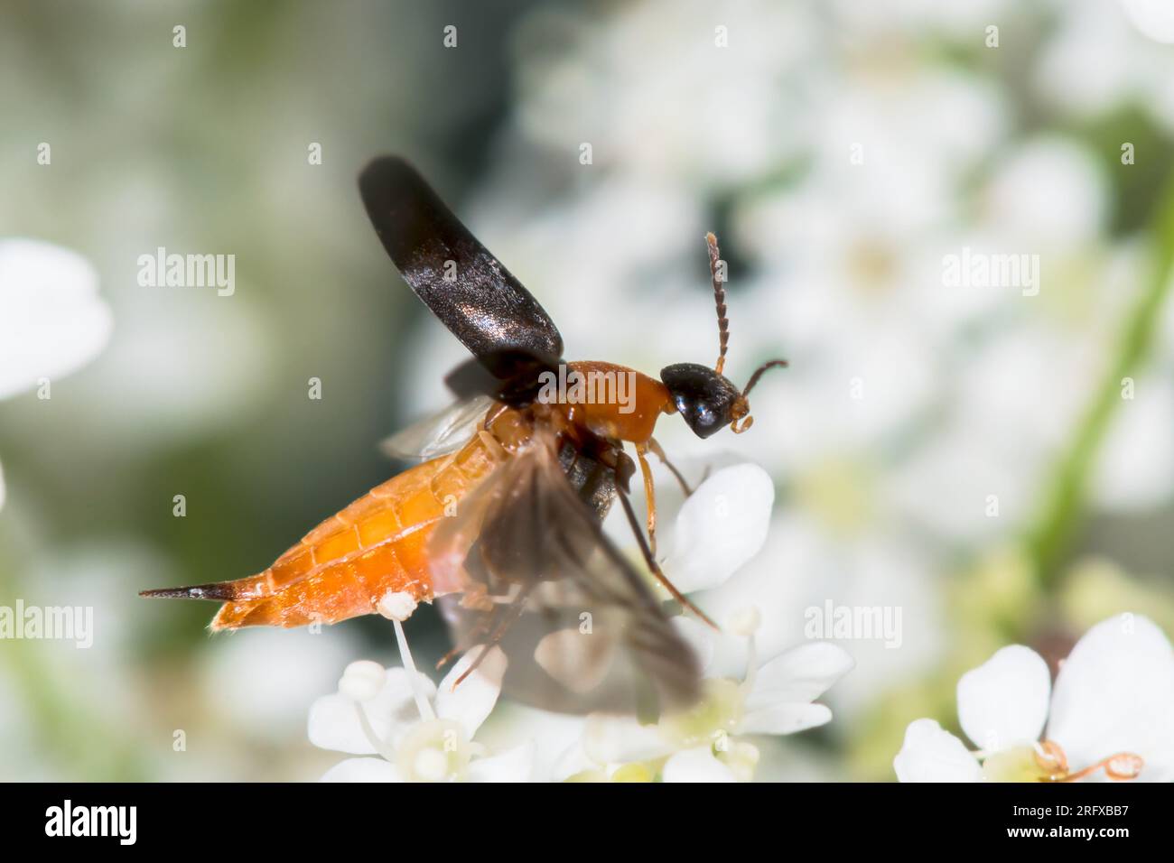 Pintail oder Tumbling Flower Beetle (Mordellochroa abdominalis). Mordellidae. Sussex, Großbritannien Stockfoto