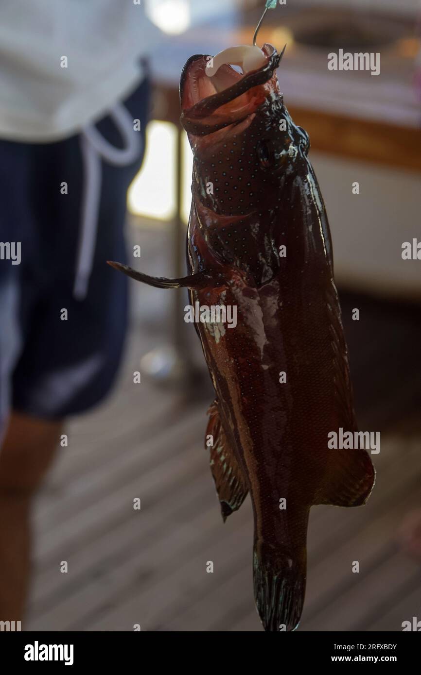 Ein Mann fing einen Fisch im Roten Meer. Angeln, Yachtferien. Fischfang. Angeln im Roten Meer. Nahaufnahme. Selektiver Fokus. Stockfoto