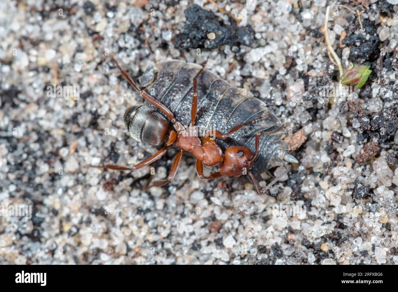 Sklavenmacher Ant mit Isopod Beute (Formica sanguinea), Formicidae. Sussex, Großbritannien Stockfoto