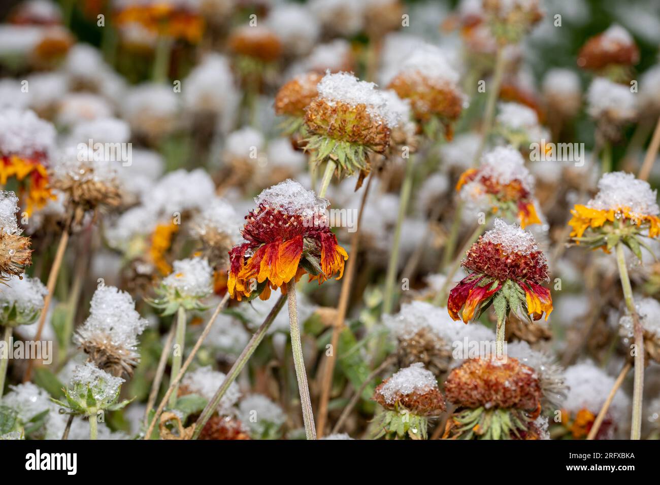 Im Winter blühen schneebedeckte Blüten. Pflanzenpflege-, Blumengarten- und Landschaftsbaukonzept. Stockfoto