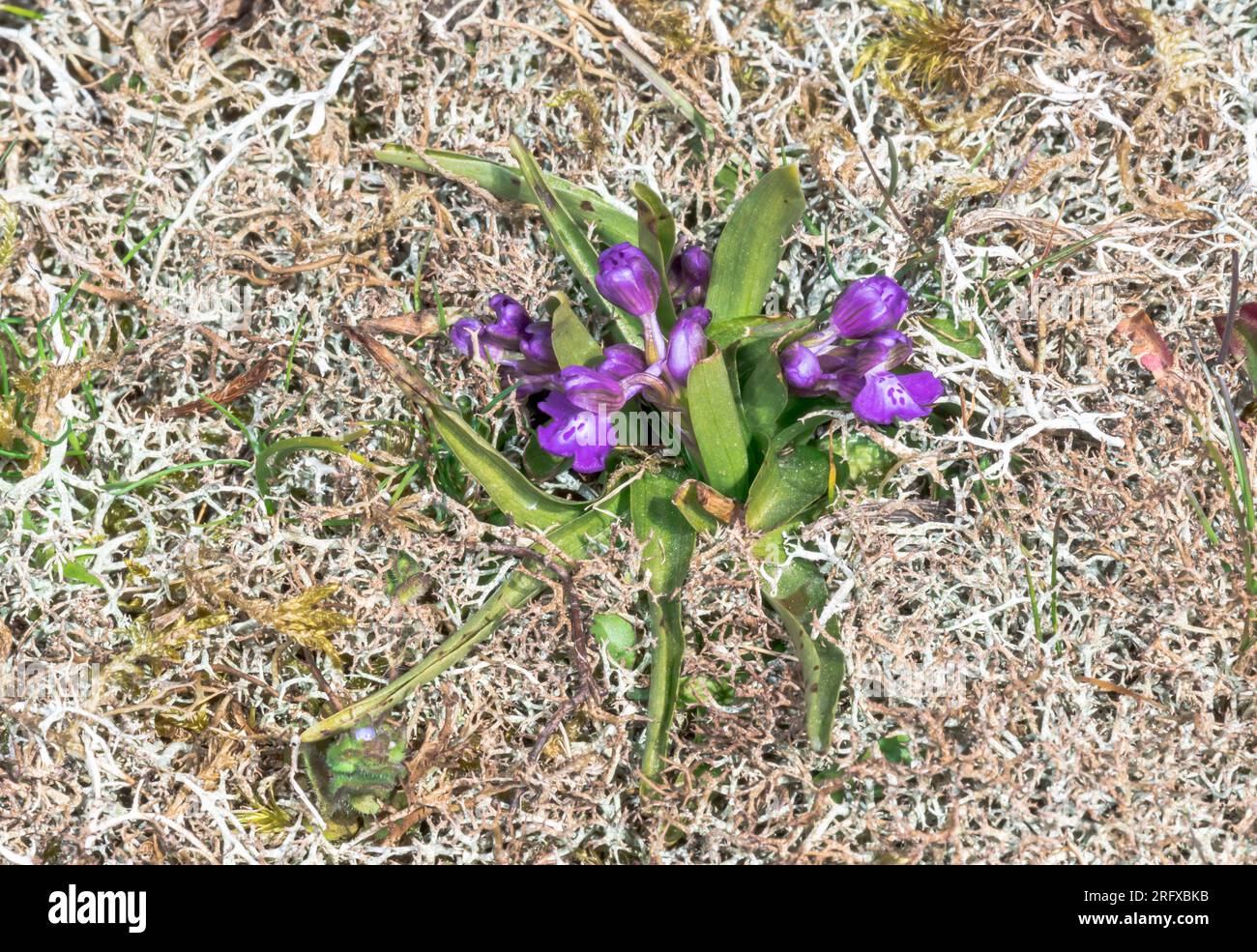 Stunted Flowering Spike of Green Veined or Green Winged Orchid (Anacamptis morio). Orchidaceae. Sussex, Großbritannien Stockfoto