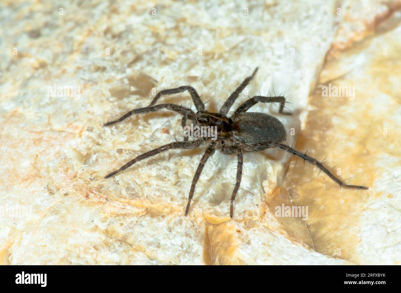Wolfsspinne (Pardosa cf proxima), Lycosidae. Sussex, Großbritannien Stockfoto