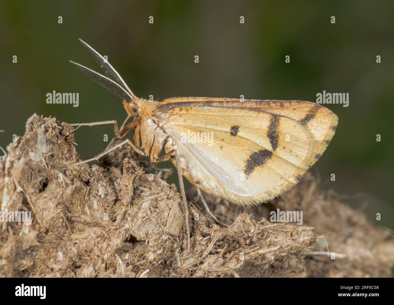 Gelbe Belle Moth (Aspitates ochrearia). Geometridae. Sussex, Großbritannien Stockfoto