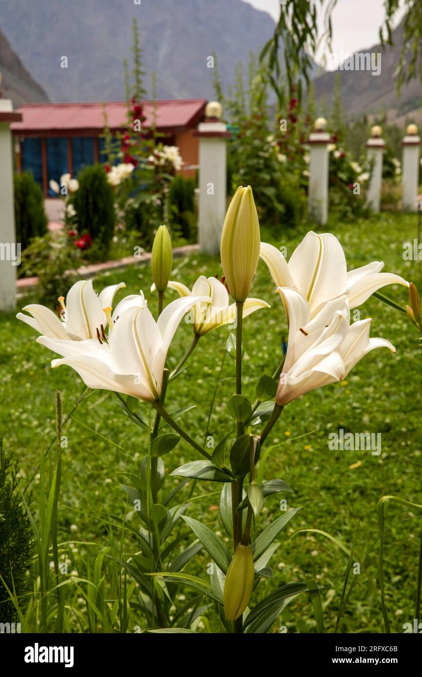 Indien, Jammu & Kashmir, Kargil, Suru Valley, Ashuna Resort Flieder in Blumengarten Stockfoto