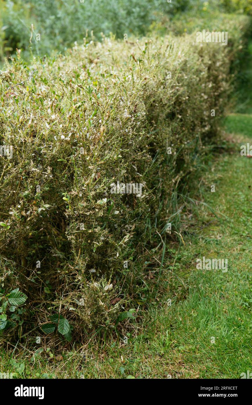 Kastenmotte (Cydalima perspectalis ) beschädigte Buxuspflanzen. Stockfoto