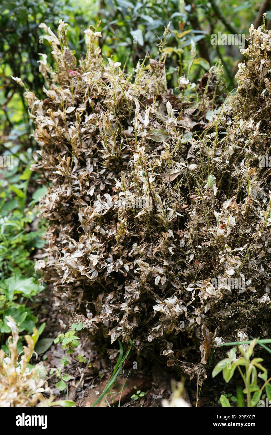 Kastenmotte (Cydalima perspectalis ) beschädigte Buxuspflanzen. Stockfoto