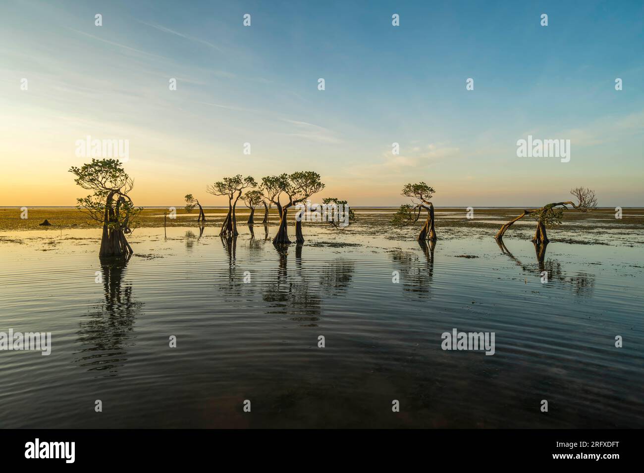 Der tanzende Mangrovenbaum auf Sumba Island, Indonesien, bei Sonnenuntergang Stockfoto