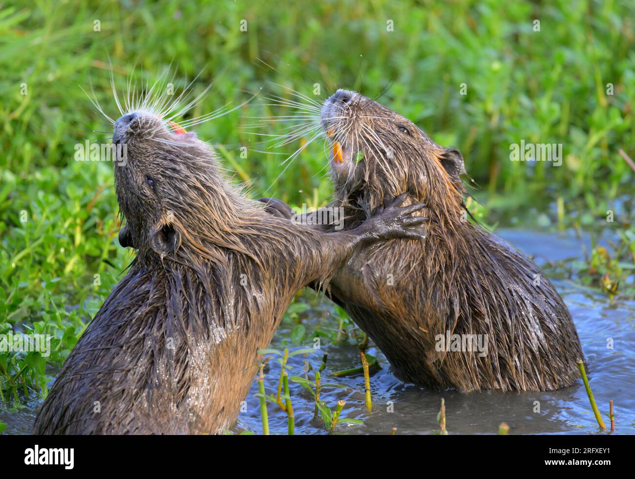 Nutria Young (Myocastor coypus) spielt und kämpft, Houston Area, Texas, USA. Stockfoto