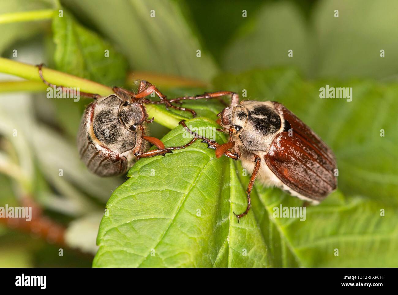 Gemeiner Schaberkäfer, auch Maybeetle (Melolontha spec.), Wallis, Schweiz Stockfoto
