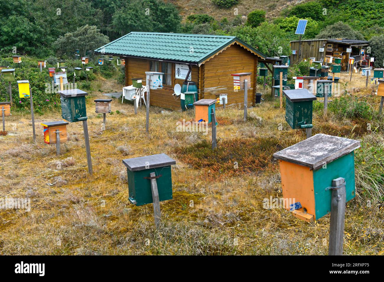 Bienenstöcke der Paarungsstation für Bienenköniginnen auf der Nordseeinsel Langeoog, Ostfriesische Inseln, Niedersachsen, Deutschland Stockfoto