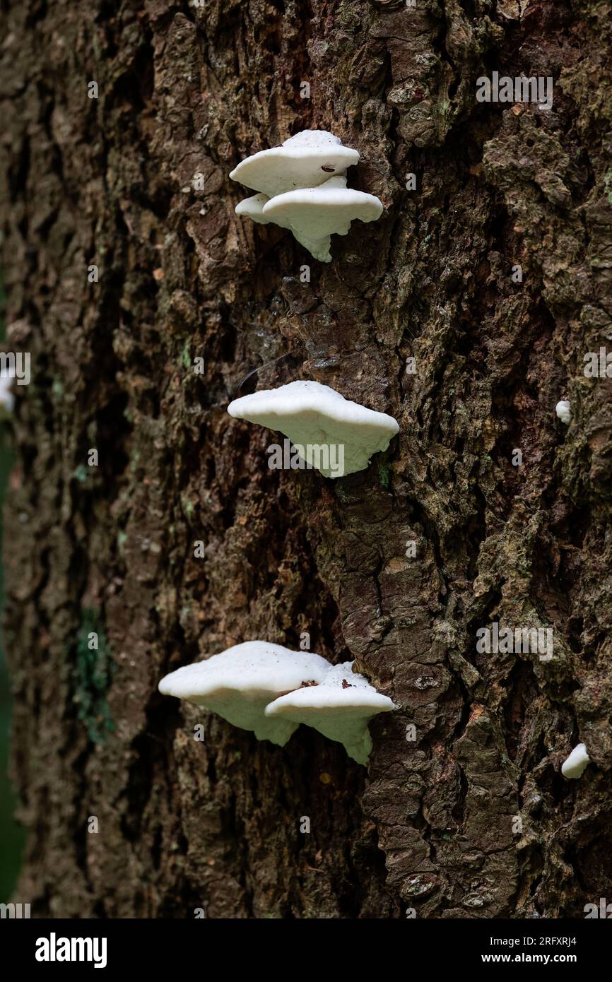 Weiße Schellen- oder Regalpilze am Baumstamm, reine weiße Pilze verschiedener Größe Fruchtkörper in schattigen Waldgebieten, alle auf einem dunklen bellenden Baum Stockfoto