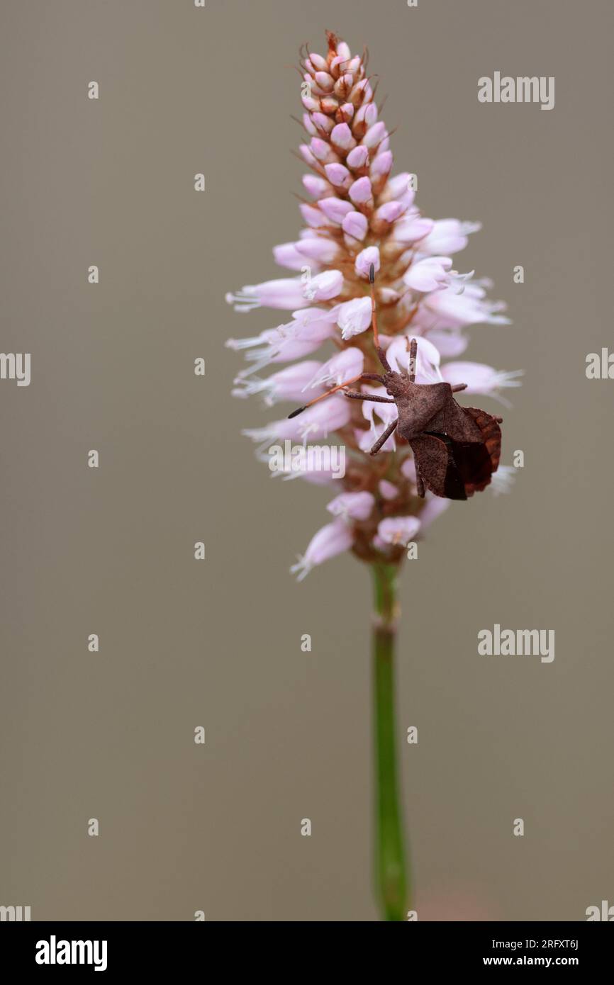 Schildkäfer oder möglicherweise Schlehen-Käfer Dolycoris baccarum dunkelrötlich braun, mit schwarzen Punkten, Flügelkastenteil offen, gelb schwarz, ohne zu sehen Stockfoto