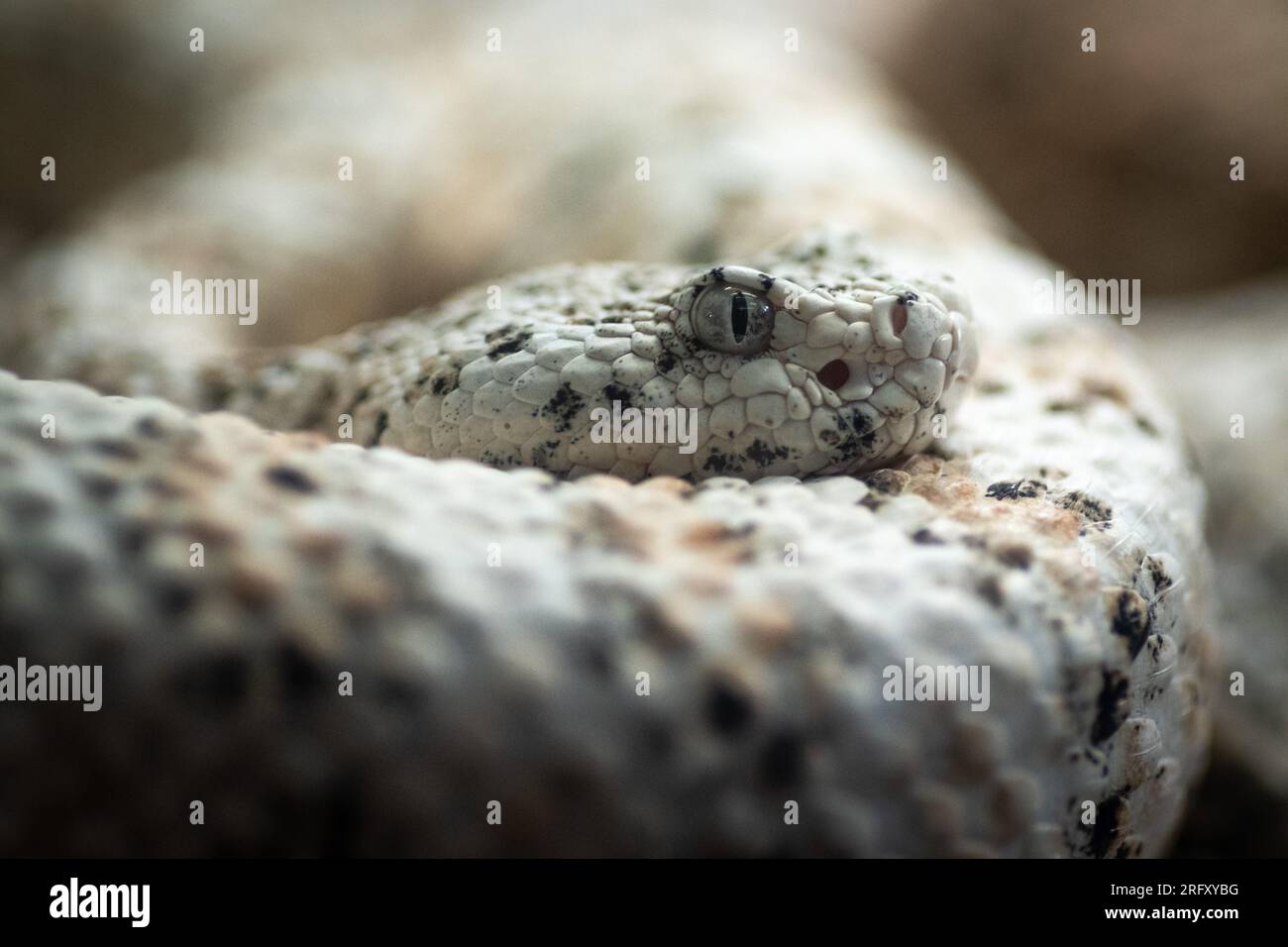 Eine gesprenkelte Klapperschlange aus dem Südwesten (Crotalus pyrrhus), auch bekannt als Mitchells Klapperschlange Stockfoto