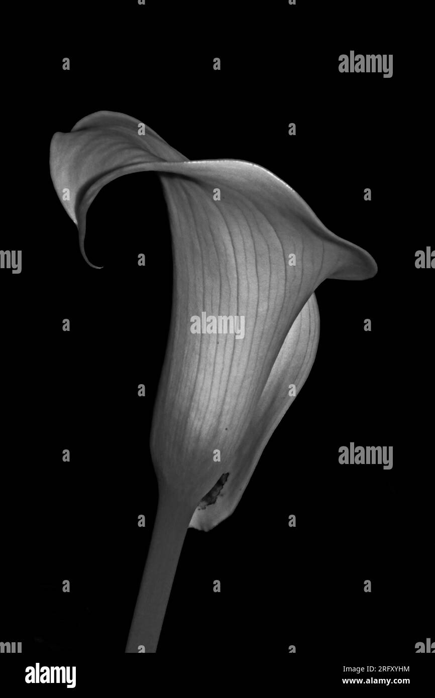 Arum Lily Nahaufnahme schwarz-weiß Stockfoto