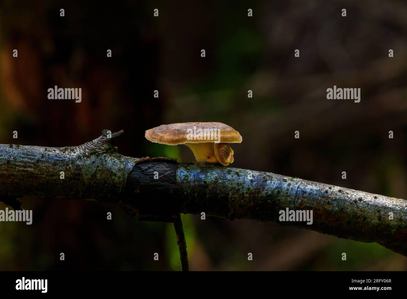 Pilz mit dem lateinischen Namen Neofavolus alveolaris, der am Holz klebt Stockfoto